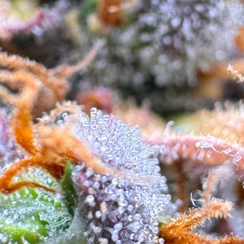 Cookies Gelato Auto #1 -41,5g growlog photo: 23:18