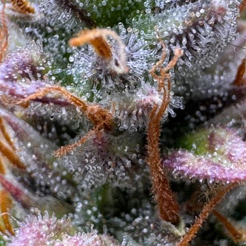 Cookies Gelato Auto #1 -41,5g growlog photo: 23:18