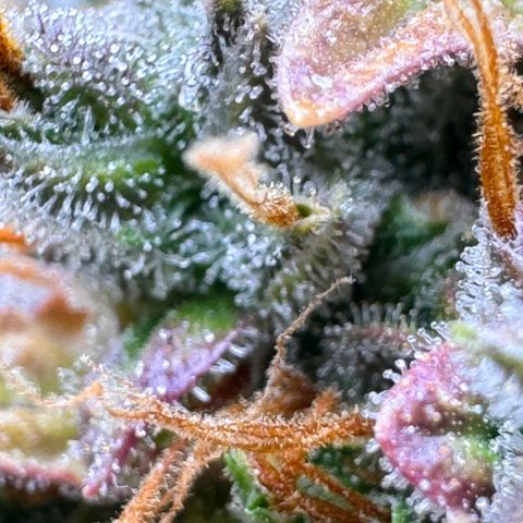 Cookies Gelato Auto #1 -41,5g growlog photo: 23:18