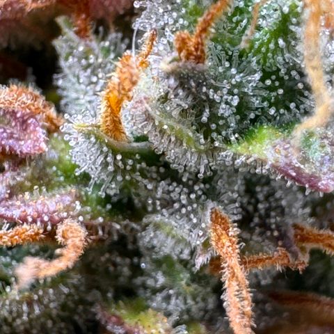 Cookies Gelato Auto #1 -41,5g growlog photo: 23:18