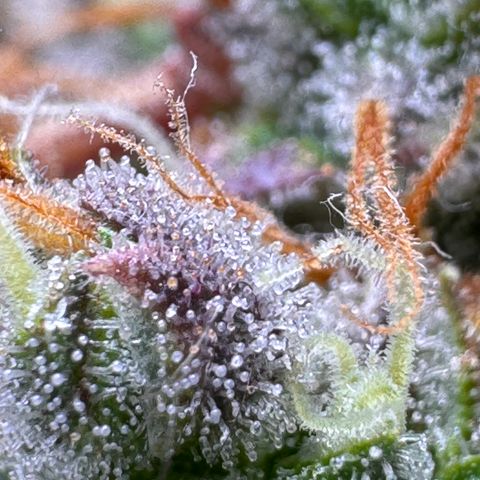 Cookies Gelato Auto #1 -41,5g growlog photo: 23:18
