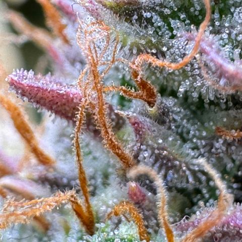 Cookies Gelato Auto #1 -41,5g growlog photo: 23:18