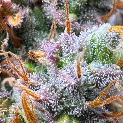 Cookies Gelato Auto #1 -41,5g growlog photo: 23:18