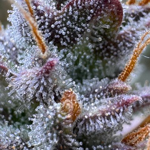Cookies Gelato Auto #1 -41,5g growlog photo: 23:18