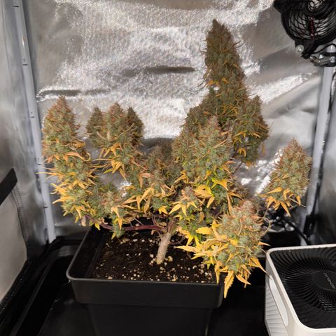 Cookies Gelato Auto #1 -41,5g growlog photo: 0:07
