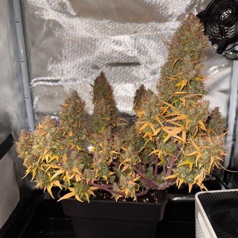 Cookies Gelato Auto #1 -41,5g growlog photo: 0:07