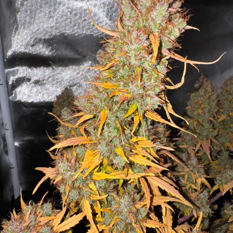 Cookies Gelato Auto #1 -41,5g growlog photo: 0:07