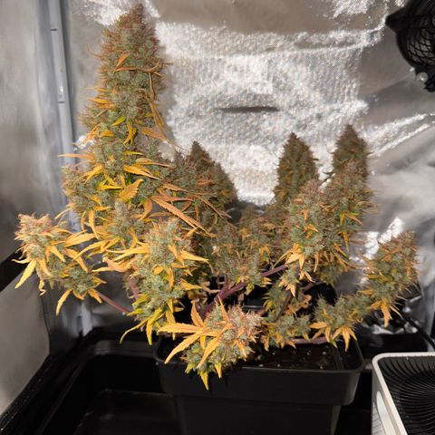 Cookies Gelato Auto #1 -41,5g growlog photo: 0:07