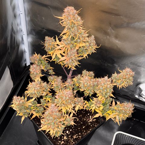 Cookies Gelato Auto #1 -41,5g growlog photo: 0:07