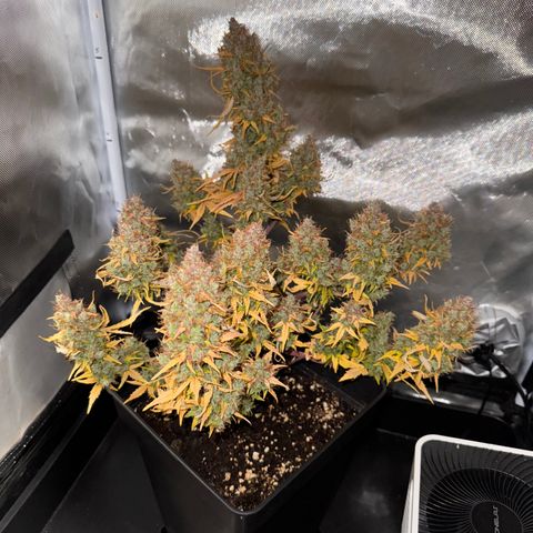 Cookies Gelato Auto #1 -41,5g growlog photo: 0:07