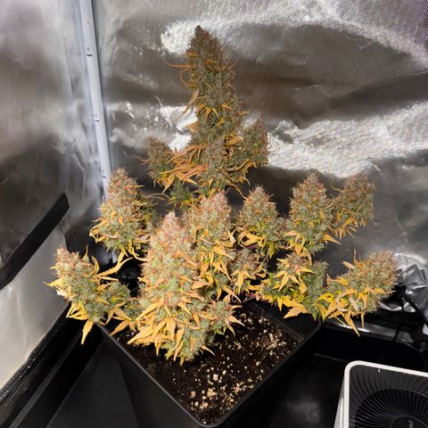 Cookies Gelato Auto #1 -41,5g growlog photo: 0:07
