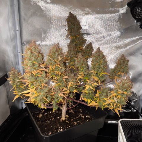 Cookies Gelato Auto #1 -41,5g growlog photo: 0:07