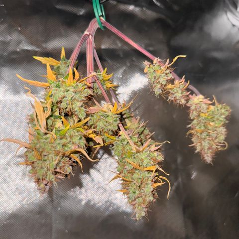 Cookies Gelato Auto #1 -41,5g growlog photo: 0:06