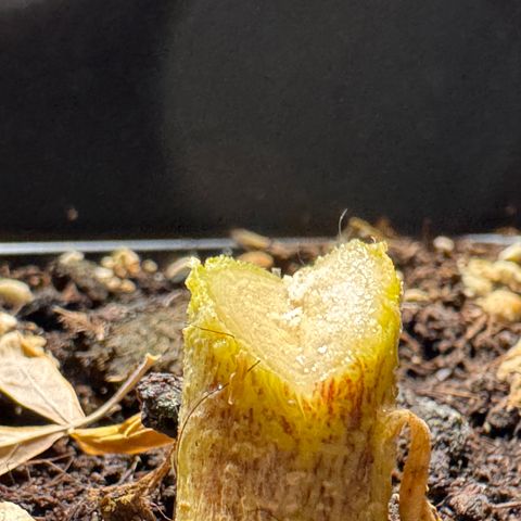 Cookies Gelato Auto #1 -41,5g growlog photo: 0:06