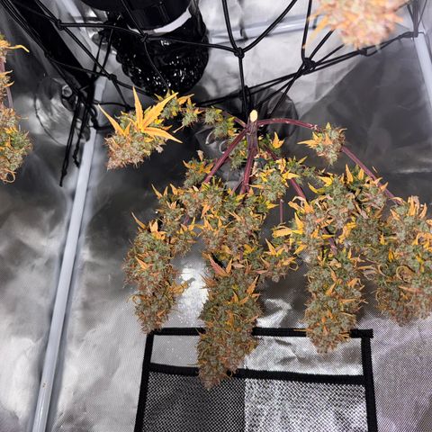 Cookies Gelato Auto #1 -41,5g growlog photo: 0:06