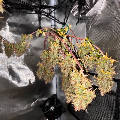 Cookies Gelato Auto #1 -41,5g growlog photo: 0:06