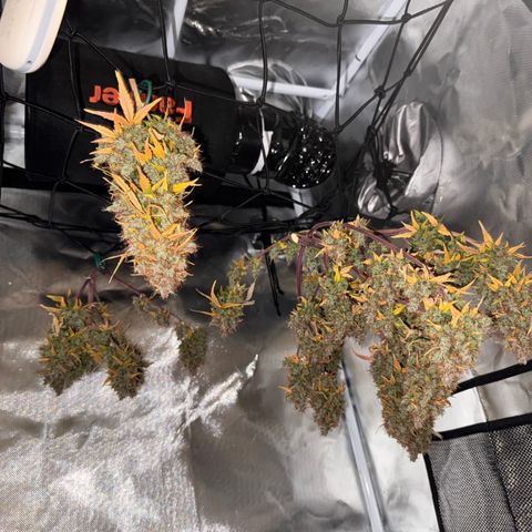 Cookies Gelato Auto #1 -41,5g growlog photo: 0:06