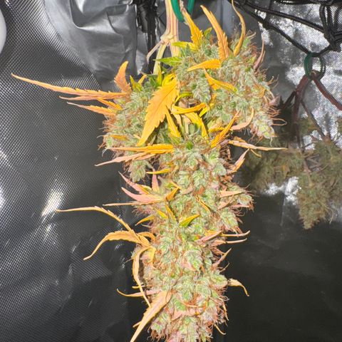 Cookies Gelato Auto #1 -41,5g growlog photo: 0:06