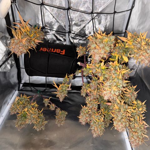 Cookies Gelato Auto #1 -41,5g growlog photo: 0:06