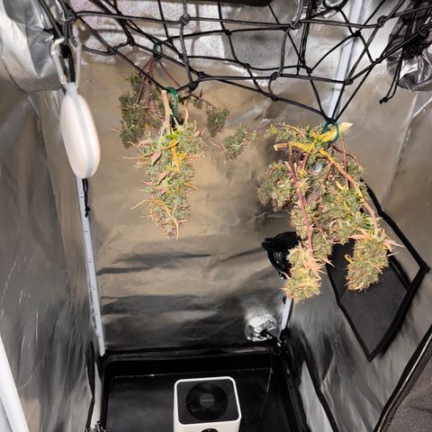Cookies Gelato Auto #1 -41,5g growlog photo: 0:06