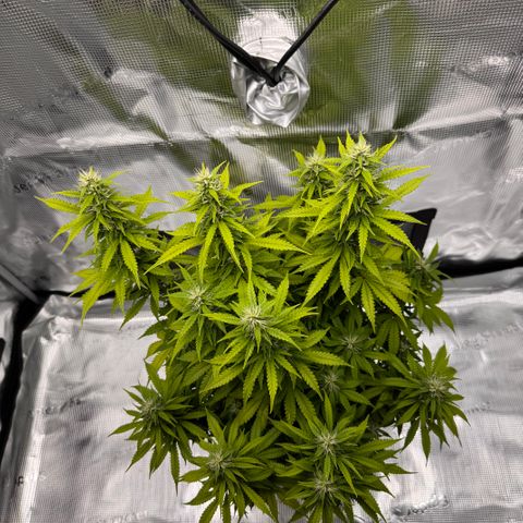 Fat Banana Auto #1 -89g growlog photo: 23:11