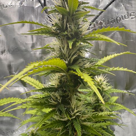 Fat Banana Auto #1 -89g growlog photo: 23:11