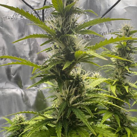 Fat Banana Auto #1 -89g growlog photo: 23:11