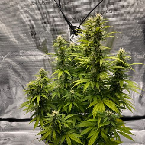 Fat Banana Auto #1 -89g growlog photo: 23:11