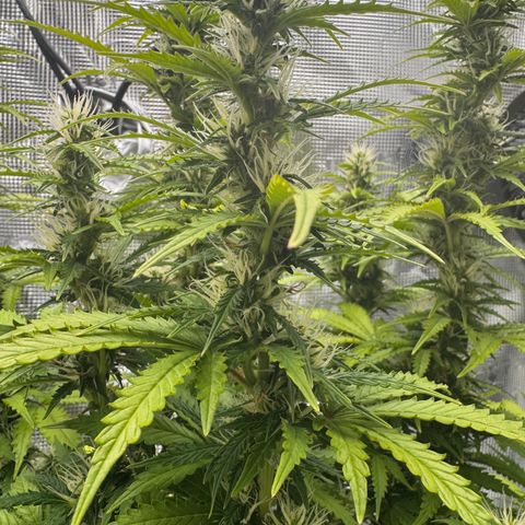 Fat Banana Auto #1 -89g growlog photo: 23:11