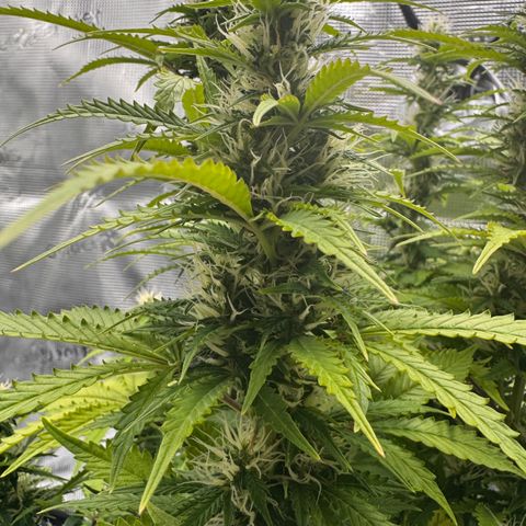 Fat Banana Auto #1 -89g growlog photo: 23:11