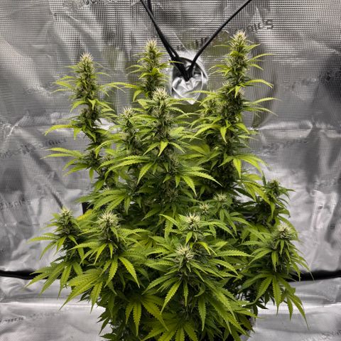 Fat Banana Auto #1 -89g growlog photo: 23:11
