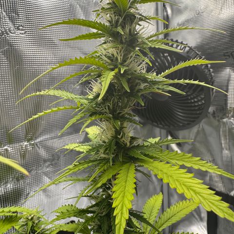 Fat Banana Auto #1 -89g growlog photo: 23:11