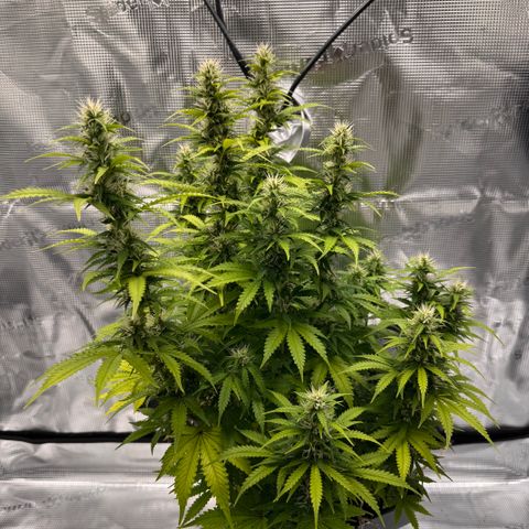 Fat Banana Auto #1 -89g growlog photo: 23:11