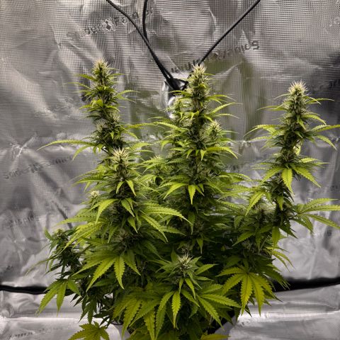 Fat Banana Auto #1 -89g growlog photo: 23:11