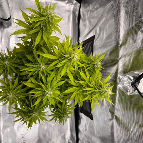 Fat Banana Auto #1 -89g growlog photo: 15:22