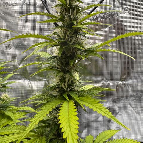 Fat Banana Auto #1 -89g growlog photo: 15:22
