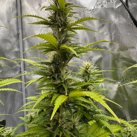 Fat Banana Auto #1 -89g growlog photo: 15:22