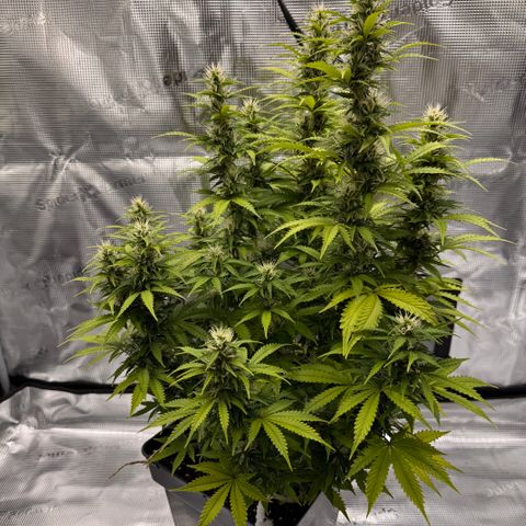 Fat Banana Auto #1 -89g growlog photo: 15:22