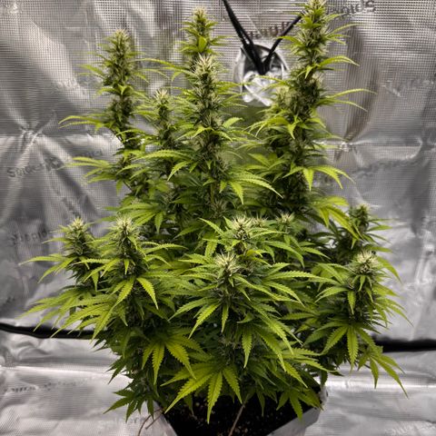 Fat Banana Auto #1 -89g growlog photo: 15:22