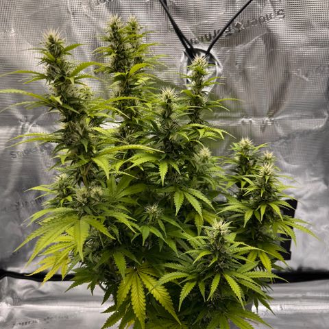 Fat Banana Auto #1 -89g growlog photo: 15:22