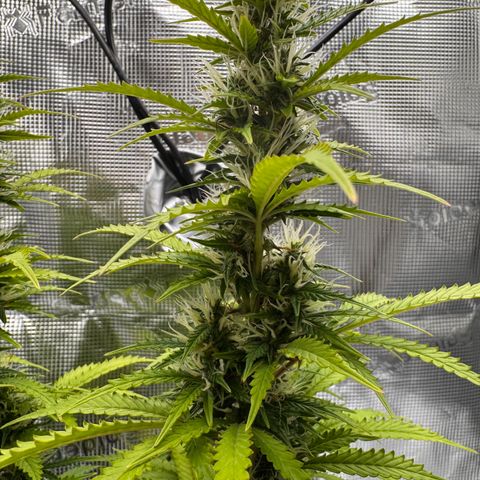 Fat Banana Auto #1 -89g growlog photo: 15:22