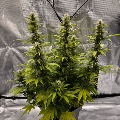 Fat Banana Auto #1 -89g growlog photo: 15:22