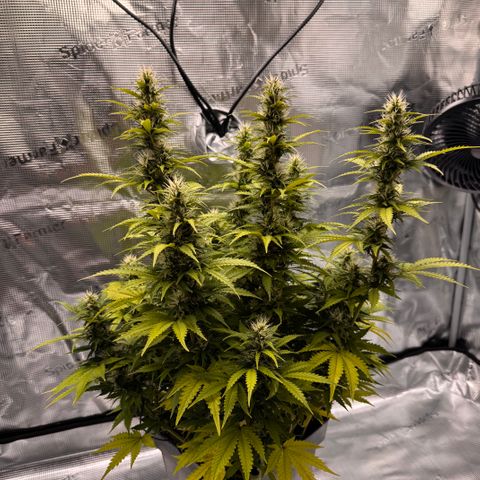 Fat Banana Auto #1 -89g growlog photo: 15:08