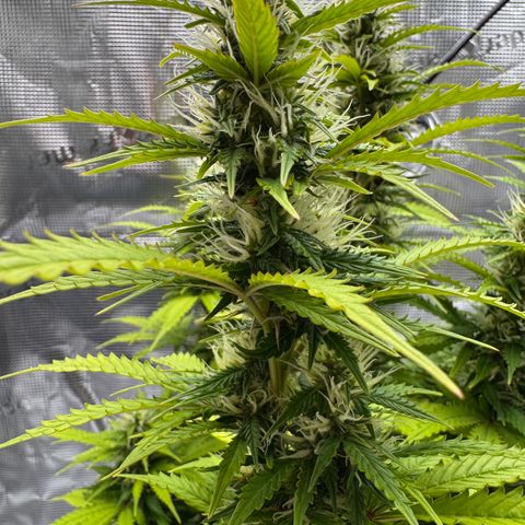 Fat Banana Auto #1 -89g growlog photo: 15:08