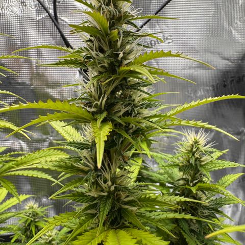 Fat Banana Auto #1 -89g growlog photo: 15:08