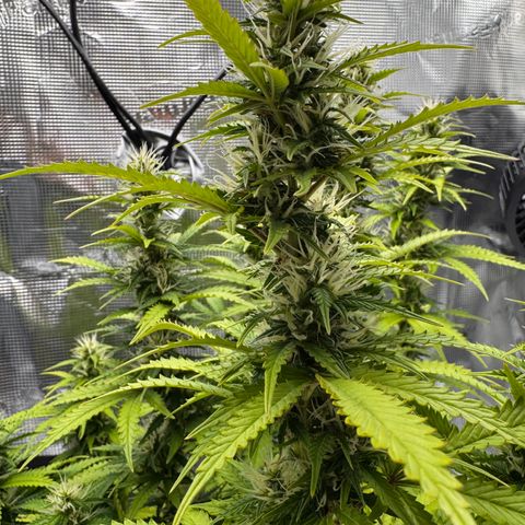 Fat Banana Auto #1 -89g growlog photo: 15:08