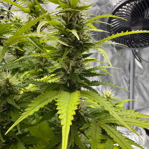 Fat Banana Auto #1 -89g growlog photo: 15:08