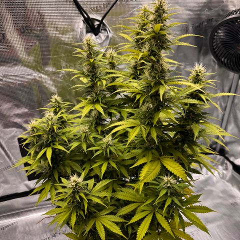 Fat Banana Auto #1 -89g growlog photo: 15:08