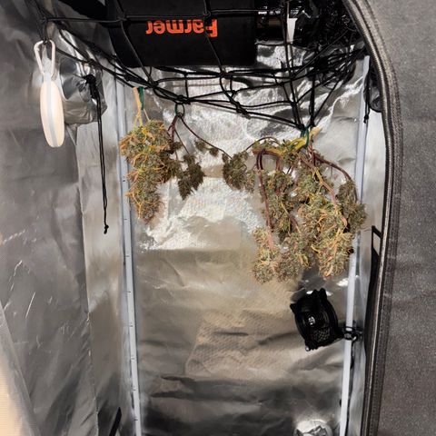 Cookies Gelato Auto #1 -41,5g growlog photo: 14:39