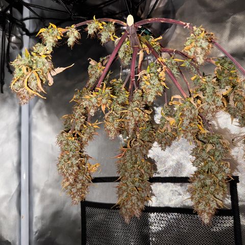 Cookies Gelato Auto #1 -41,5g growlog photo: 14:39